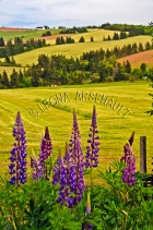 CANADA;PRINCE_EDWARD_ISLAND;QUEENS_COUNTY;NEW_LONDON;LUPINS;FLOWERS;ROLLING_HILL